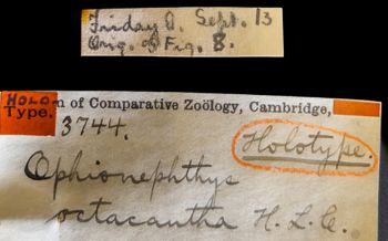 Media type: image;   Invertebrate Zoology OPH-3744 Description: Labels for this specimen included in the specimen tray.;  Aspect: labels2